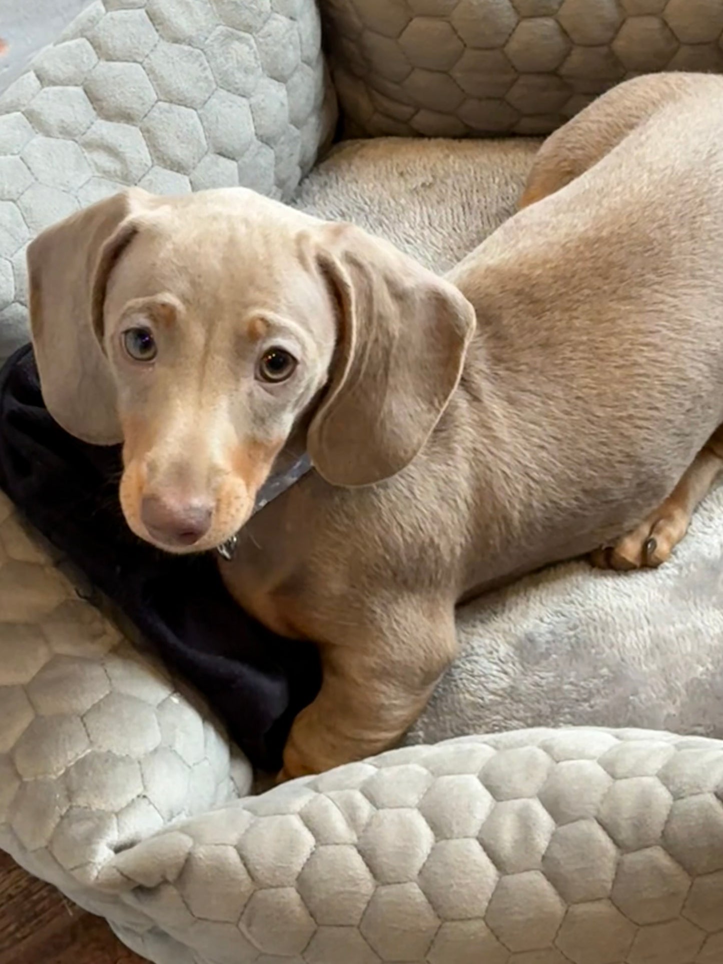 BruBites Dog Treat