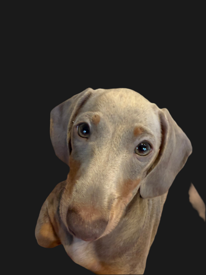 BruBites Dog Treat